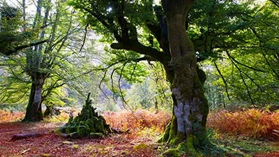 Bosques Selva de Irati Bosques Selva de Irati