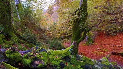 Bosques de Irati Bosques de Irati