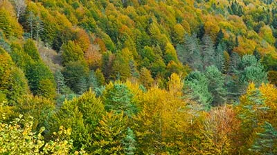 Otoño en la Selva de Irati Otoño en la Selva de Irati