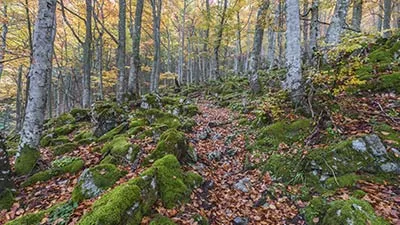 Disfruta de paseos por el hayedo de Selva de Irati Disfruta de paseos por el hayedo de Selva de Irati