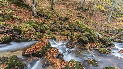 Paseos por la Selva de Irati Paseos por la Selva de Irati