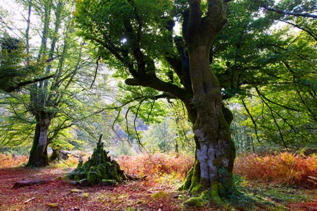 Alojamiento cerca de la Selva de Irati