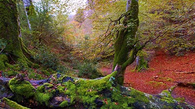 Bosques de Irati