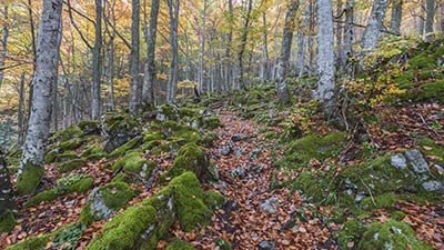 Disfruta de paseos por  el hayedo de Selva de Irati