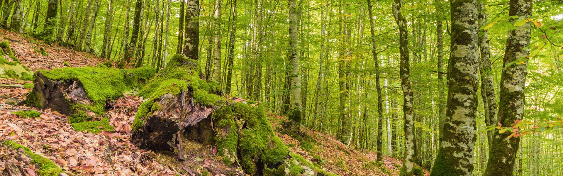 Vistas del Bosque de Irati
